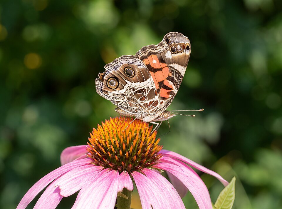 Rode zonnehoed bloem op paarse zonnehoed met Amerikaanse dame.