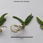 Amesiella minor orchidee met witte bloemen en groene bladeren.