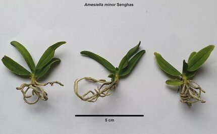 Amesiella minor orchidee met witte bloemen en groene bladeren.