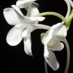 Amesiella monticola orchidee met lichtgele bloemen en groene bladeren.