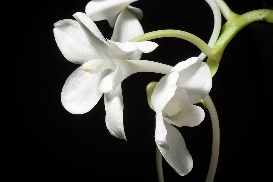 Amesiella monticola orchidee met lichtgele bloemen en groene bladeren.