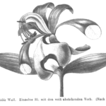 Bloeiende Amherstia nobilis boom met rode bloemen en groene bladeren.