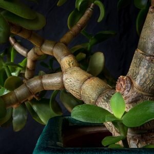 Crassula ovata plant in pot with thick branches and green leaves.