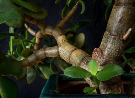 Crassula ovata plant in pot with thick branches and green leaves.