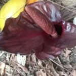 Amorphophallus abyssinicus bloeiwijze met paarse bloemen en groene bladeren.
