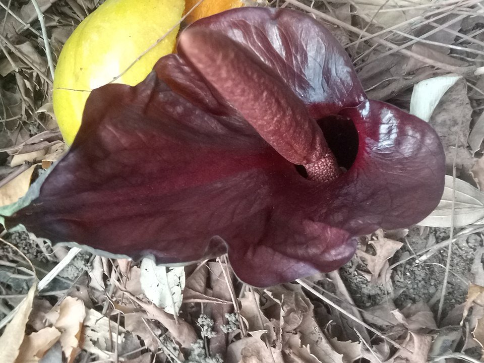 Amorphophallus abyssinicus bloeiwijze met paarse bloemen en groene bladeren.