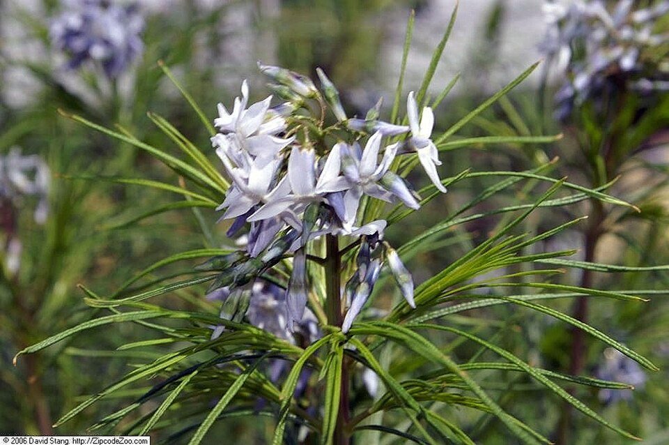 Amsonia hubrichtii plant met blauwe bloemen en smal blad.