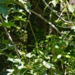 Brachychiton australis bloeiende boom met groene bladeren en rode bloemen.
