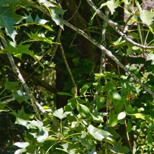 Brachychiton australis bloeiende boom met groene bladeren en rode bloemen.