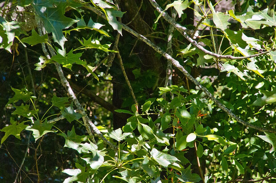 Brachychiton australis bloeiende boom met groene bladeren en rode bloemen.