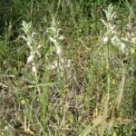 White Anacamptis sancta orchid flower in natural habitat Cesme.