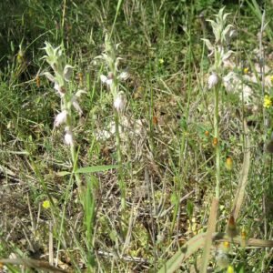 White Anacamptis sancta orchid flower in natural habitat Cesme.