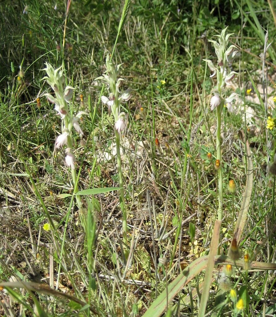 White Anacamptis sancta orchid flower in natural habitat Cesme.