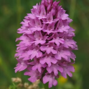 Elegante Anacamptis pyramidalis orchidee in bloei.