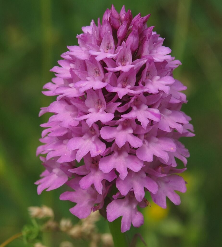 Elegante Anacamptis pyramidalis orchidee in bloei.