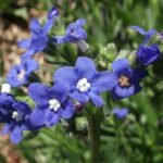 Bloeiende Anchusa capensis plant in levendige kleuren.