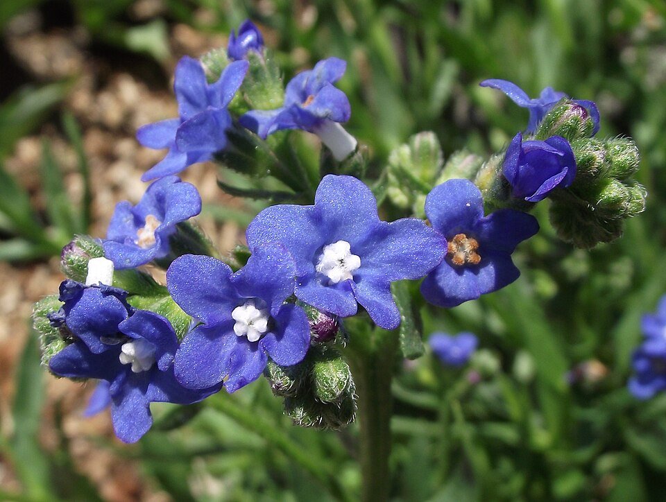 Bloeiende Anchusa capensis plant in levendige kleuren.