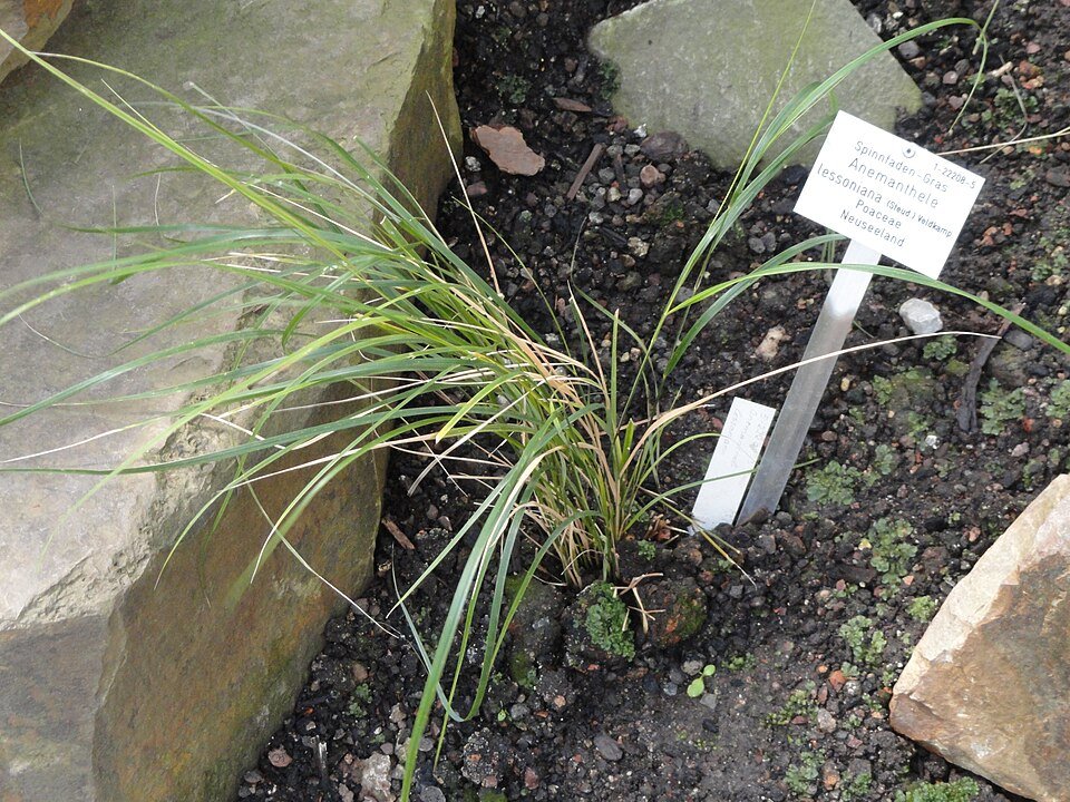 Anemanthele lessoiana sierlijke grasachtige plant in Palmengarten Frankfurt.