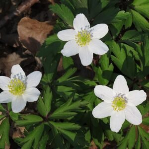 Witte bosanemoon bloem in natuurlijke omgeving.