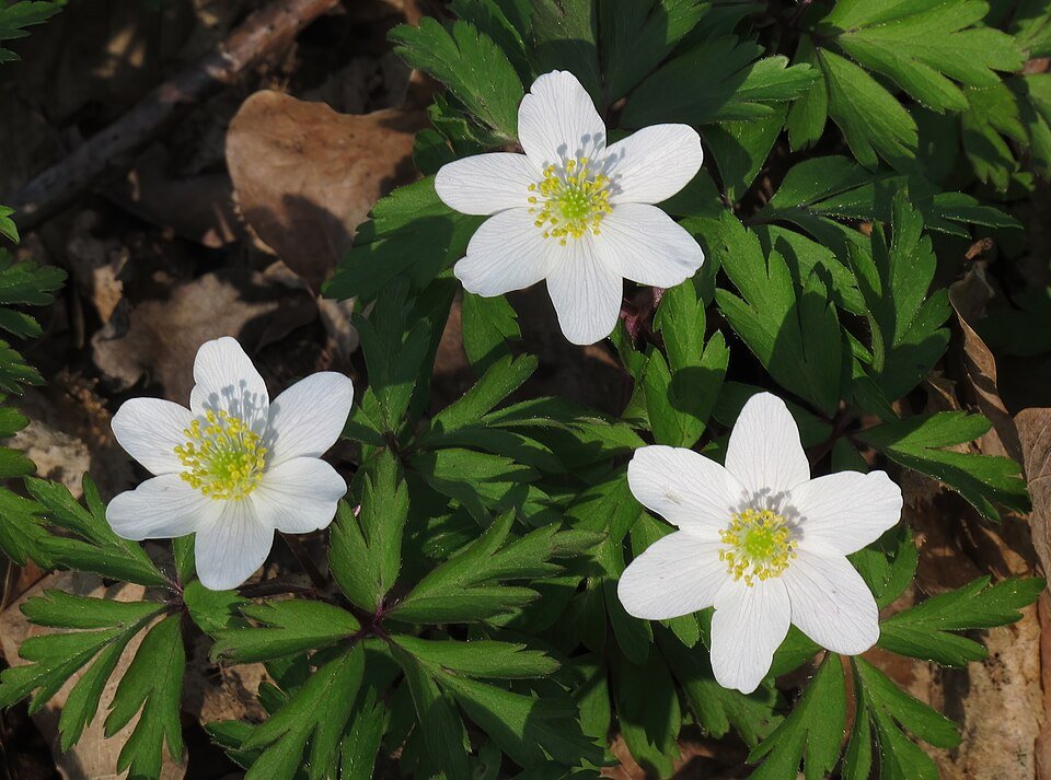 Witte bosanemoon bloem in natuurlijke omgeving.
