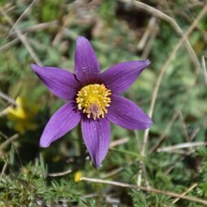 Bloeiende Pulsatilla op kalkrijke grond, winterhard (Anemone pulsatilla).