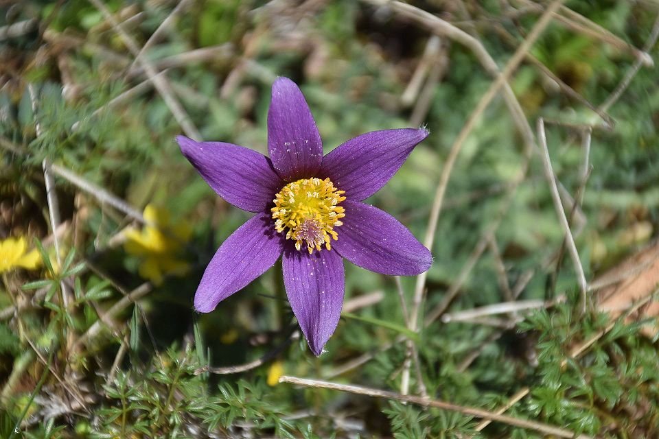 Bloeiende Pulsatilla op kalkrijke grond, winterhard (Anemone pulsatilla).