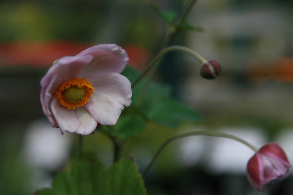 Herfstanemoon bloem in dieprode kleur en delicate bloemblaadjes.