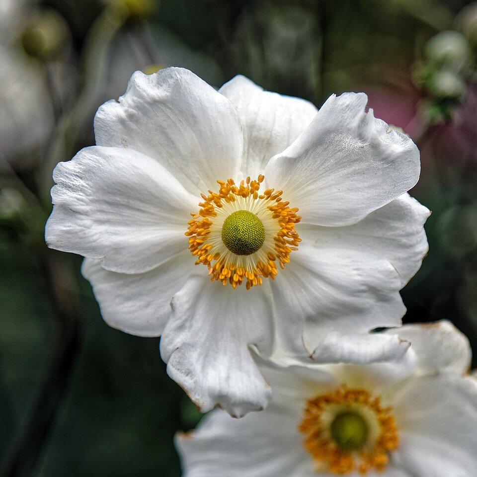 Anemoon 'Honorine Jobert' bloemen in Highdown Gardens, Worthing.