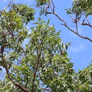Angophora leiocarpa volwassen bladeren in close-up.