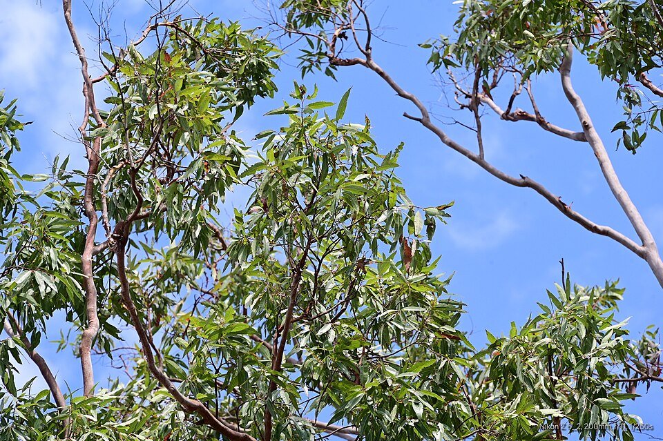 Angophora leiocarpa volwassen bladeren in close-up.