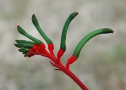 Rode en groene Anigozanthos manglesii bloem in de natuur.