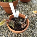 Anoectochilus brevilabris orchideeplant met groene bladeren en unieke patronen in kasomgeving.