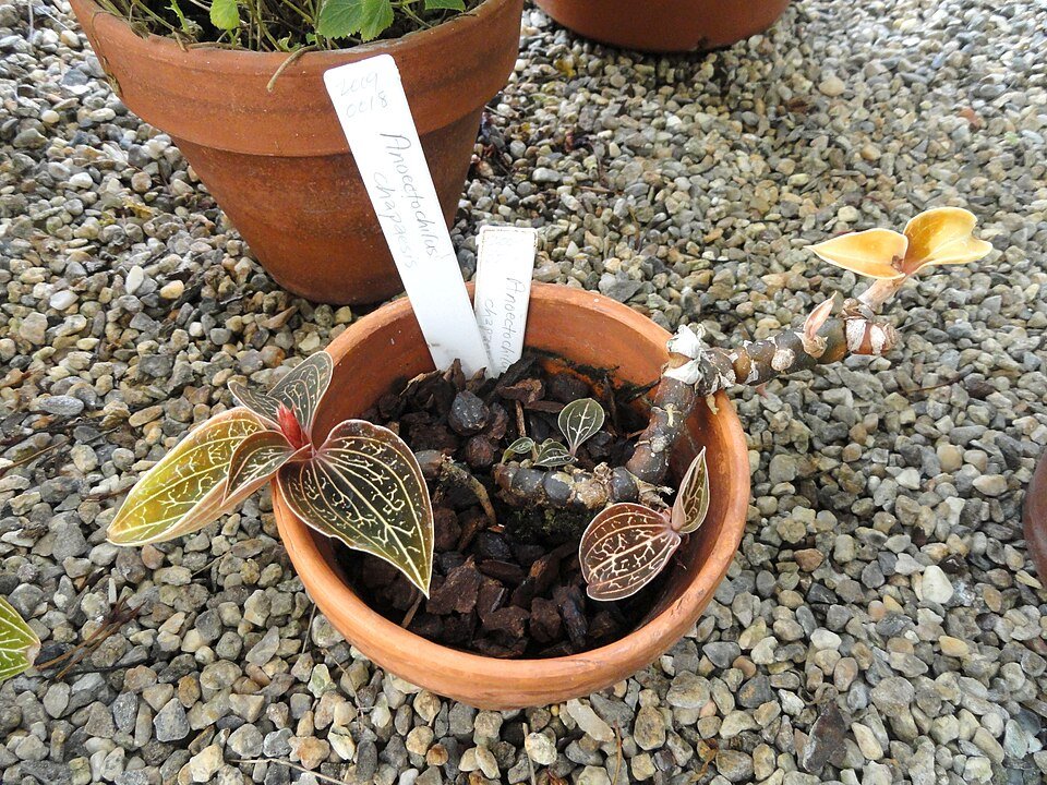 Anoectochilus brevilabris orchideeplant met groene bladeren en unieke patronen in kasomgeving.