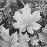 Winterharde Cranichideae plant op kleigrond, natuurtinten en weelderig blad.