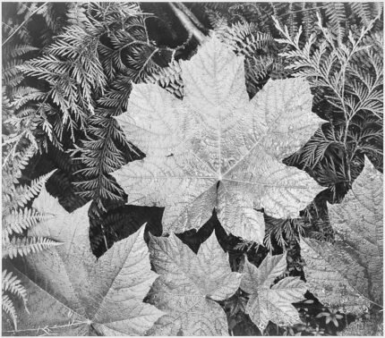 Winterharde Cranichideae plant op kleigrond, natuurtinten en weelderig blad.