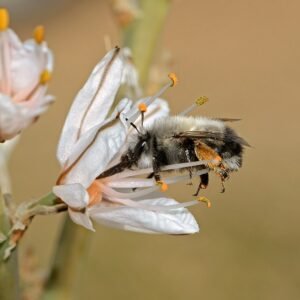 Bloeiende Affodil plant in zonnige standplaats.