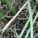 Anthurium crenatum plant met glanzende groene bladeren en helderrode bloemen.