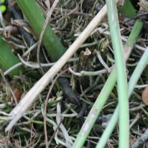 Anthurium crenatum plant met glanzende groene bladeren en helderrode bloemen.