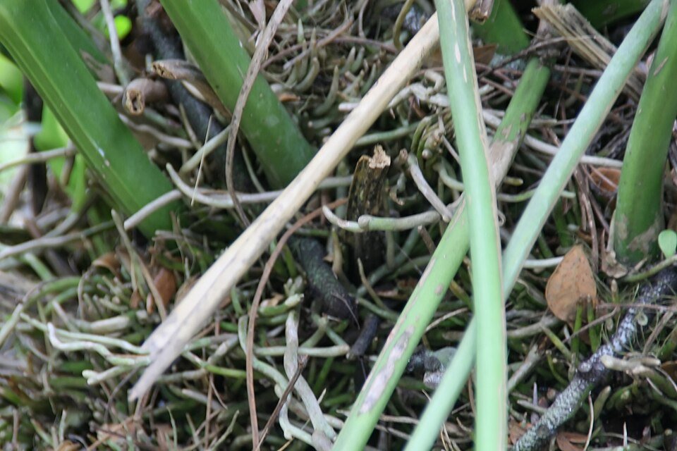 Anthurium crenatum plant met glanzende groene bladeren en helderrode bloemen.