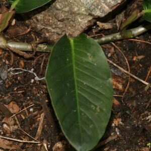 Anthurium gracile plant met rode bloemen en glanzende groene bladeren.