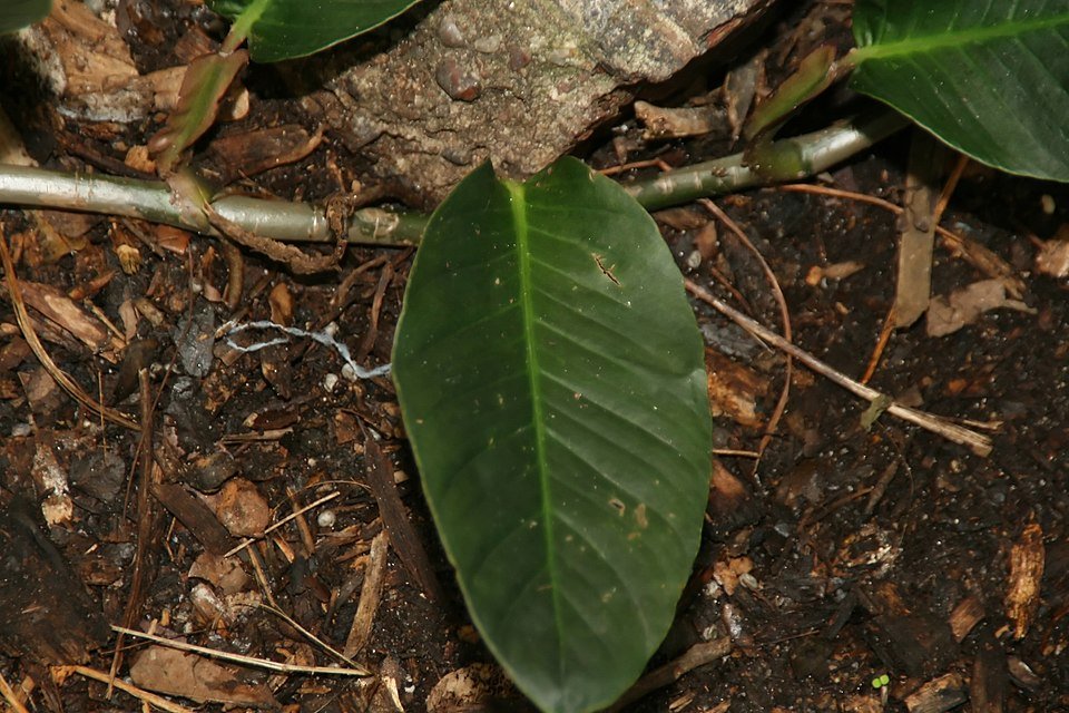 Anthurium gracile plant met rode bloemen en glanzende groene bladeren.