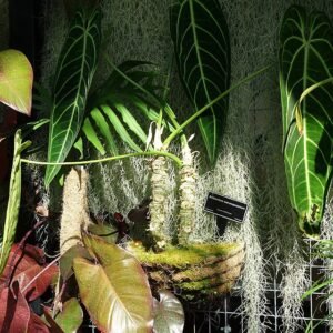 Anthurium Warocqueanum, groen blad met witte nerven en rode bloem.