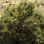 Anthyllis hermanniae bloem op goede grond.
