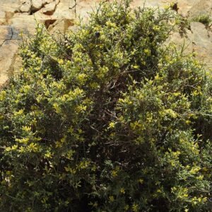 Anthyllis hermanniae bloem op goede grond.