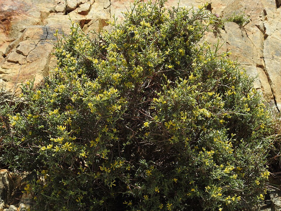 Anthyllis hermanniae bloem op goede grond.