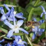 Mooie blauwe Chionodoxa (sneeuwroem) bloemen in bloei.