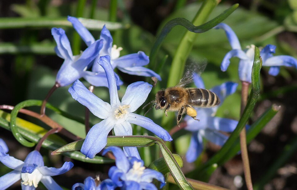 Mooie blauwe Chionodoxa (sneeuwroem) bloemen in bloei.