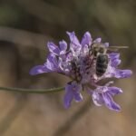 Bloemen van Scabiosa (duifkruid) met Apis mellifera mellifera op achtergrond.