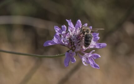 Bloemen van Scabiosa (duifkruid) met Apis mellifera mellifera op achtergrond.