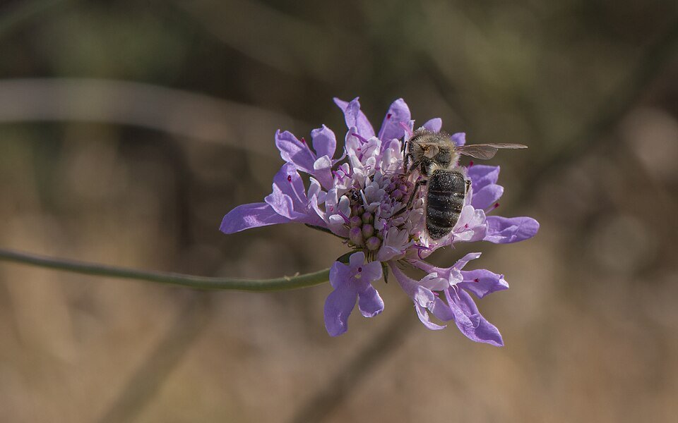 Bloemen van Scabiosa (duifkruid) met Apis mellifera mellifera op achtergrond.